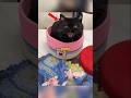 Cat Finds Thousands Hidden Around My House 🐱🤑 #cute #cat #funny #shorts
