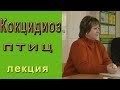 Кокцидиоз или эймериоз что это, как лечить?