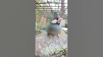❤️ cutest baby #javasparrow #cute #petbirds #trendingshorts #youtubeshorts #viral_video #youtube