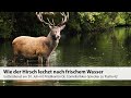 Wie der Hirsch lechzt nach lebendigem Wasser...