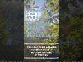 「願いを叶える力 祈る力 未来を創る力 強くするには」#サラサドウダン