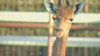 Spotless giraffe at Tennessee zoo now has a name!