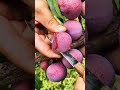 Why Plum Fruit Is The Ultimate Superfood 