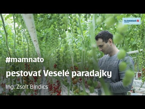 Video: Na paradajkách sčernie stonka – prečo majú rastliny rajčiaka čierne stonky