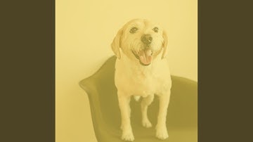 Carefree Backdrops for Doggy Day