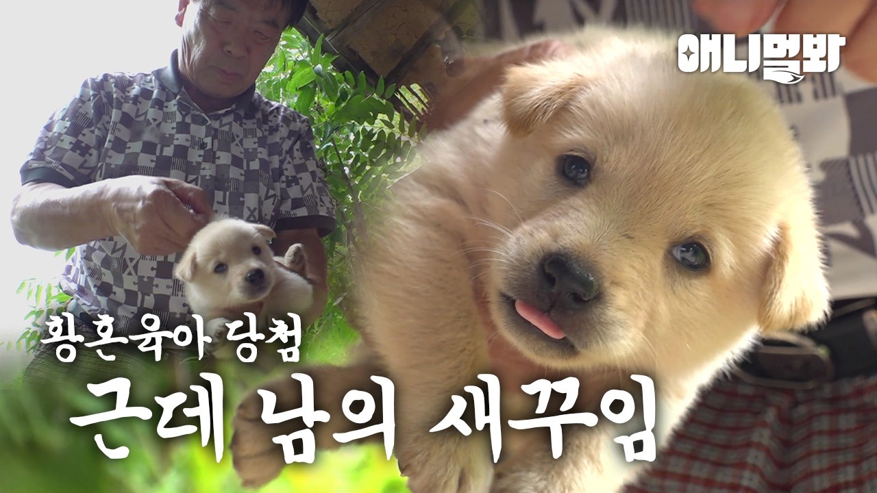 9둥이 황혼육아 당첨된 사연... 근데 이제 남의 새끼라고? I A Dog Has To Parent The Babies From The Another Dog?