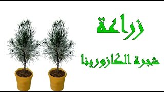 زراعة شجرة الكازورينا | casuarina equisetifolia