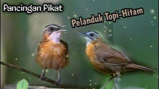 Pelanduk Topi Hitam || Masteran Pikat . . .