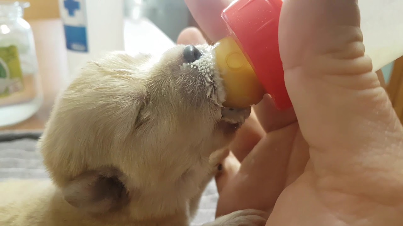 Labrador Berquir biberon