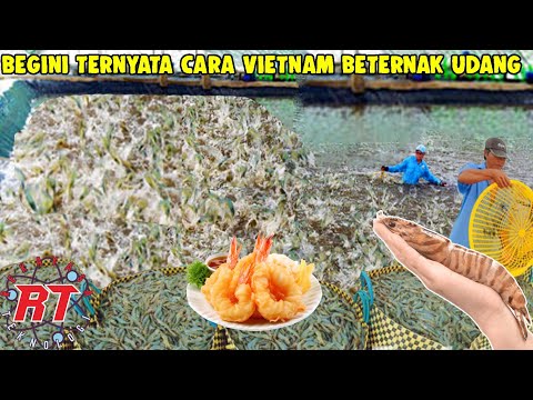 Kolam Udang Galah Thailand