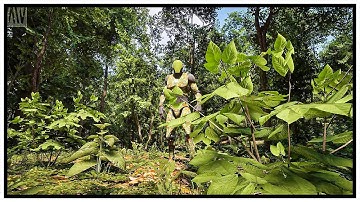 MAWI Broadleaf Forest | Unreal Engine 5 | 4K Cinematic