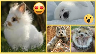 LOS 12 ANIMALES MAS TIERNOS Y CHISTOSOS DEL MUNDO MUNDIAL 🤗😍