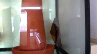 wild heckel breeding 20100826-2.MPG