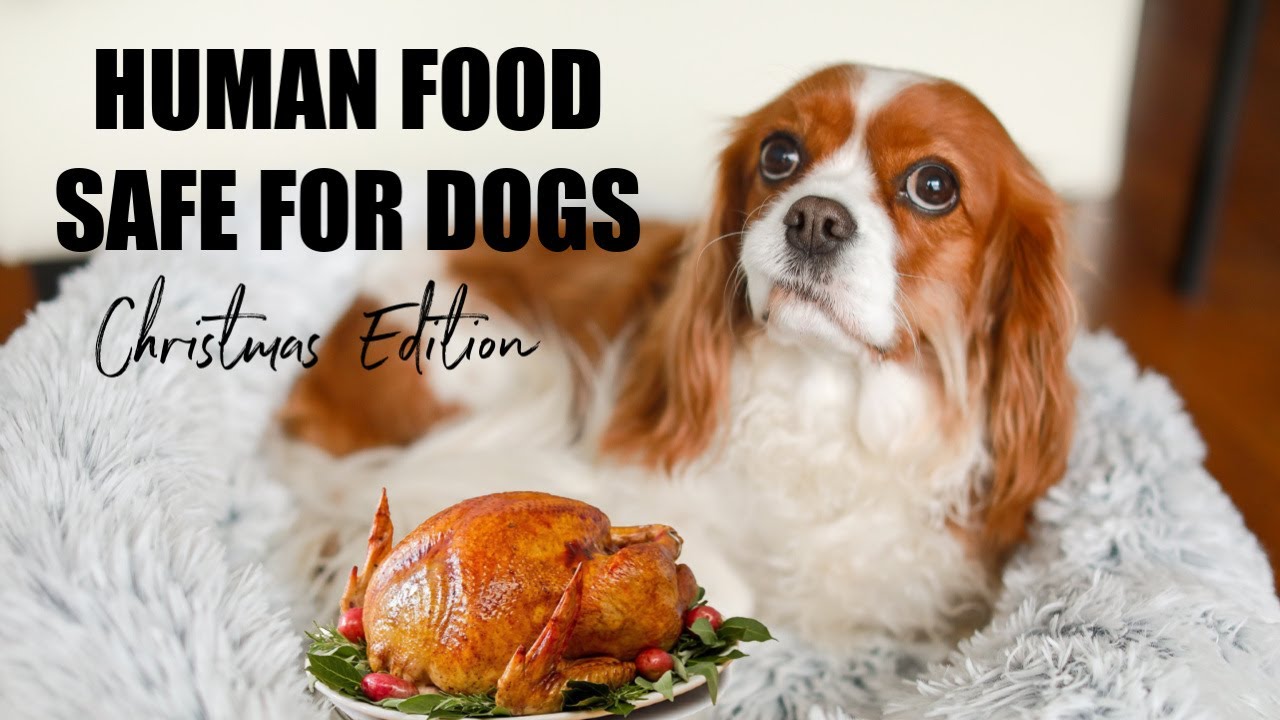 HUMAN FOOD SAFE FOR DOGS Christmas Dinner Edition YouTube