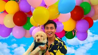 My Puppy Dog Flew Using Helium Balloons !