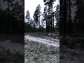 SPARVUGGLA - Korsmossen - 2021-01-03