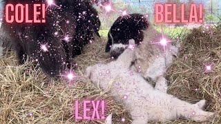 Puppy Lex, Mommy Dog Bella & Daddy Dog Cole baby, Having fun in the hay!! Cute Dogs at my house! by DIY MY RURAL LIFE! 241 views 7 months ago 32 seconds