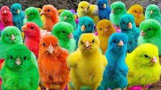 World Cute Chickens, Colorful Chickens, Rainbows Chickens, Cute Ducks, Cat, Rabbits,Cute Animals🐤🐣🪿🐟
