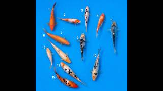 Kawarigoi 15 23cm – koi prodaja Srbija | KFT-26-137 do KFT-26-148