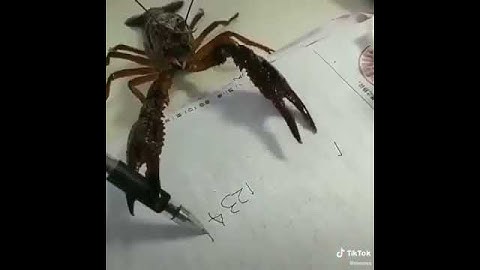 Crab doing homework