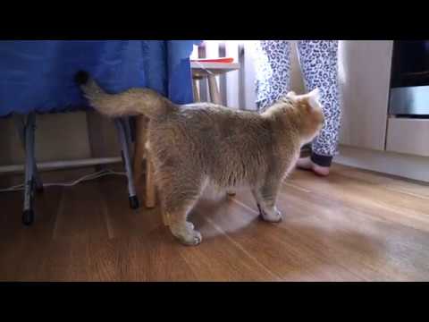 funny cats sleeping in weird positions compilation 2014 funnyplox Hello, good morning, here I am.