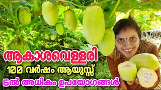 ആകശ വളളര വളർതത Akasha Vellarigranadillagiant Pion Fruit