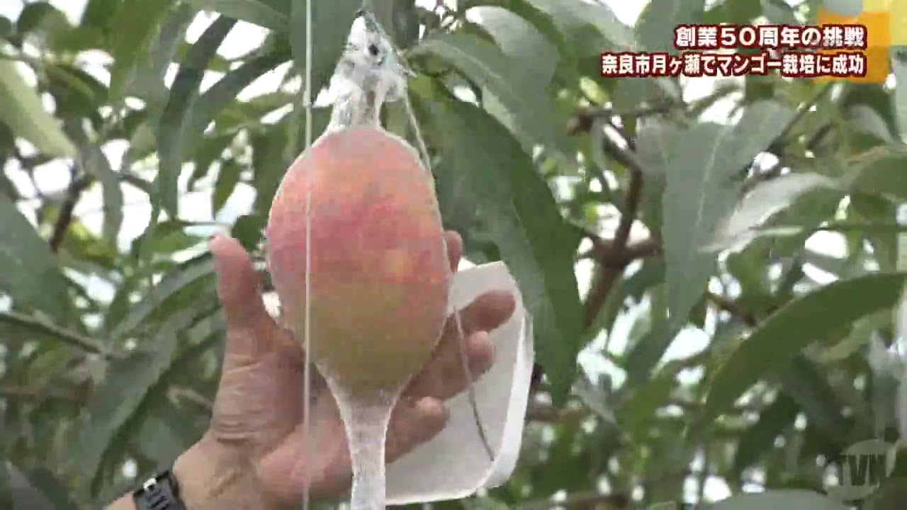 奈良市月ヶ瀬でマンゴー栽培に成功 Youtube
