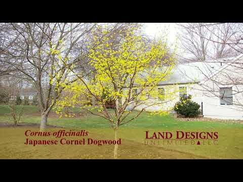 Video: Dwarf Cornel Dogwood - Lär dig hur man odlar dwarf Cornel Plants