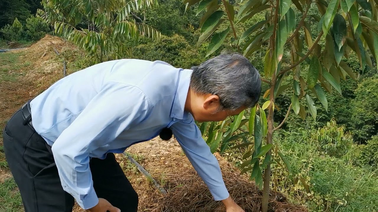 Tanaman durian sistem busut Pt 3 Sifu Lim. 坡地/丘陵地区的榴莲土丘科技 第3部.Peng.tanah berbatu&Implikasi air.