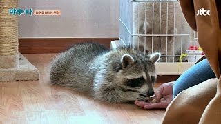 인국의 마리 천방지축 장난꾸러기 라쿤의 등장!  마리와 나 1회