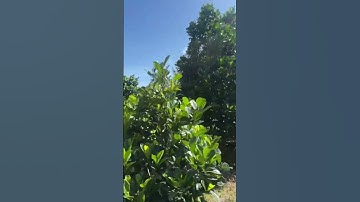 5 mẫu 3 Mặt Tiền Đường Nhựa,Vườn sầu riêng và đủ loại cây trái,giá 13ty #0817187979