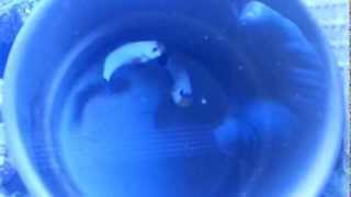 Platinum Clownfish Palyaço Balığı