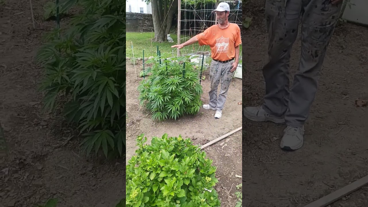 only focusing on Solefire gardens terpgasm