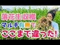 【落花生の収穫】マルチ使う？使わない？栽培結果はどうなった！？マルチ有無で収穫量を比較してみた【雑草対策マルチ栽培】
