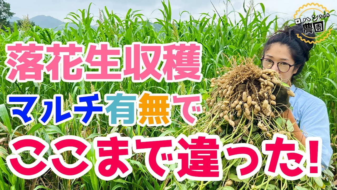 【落花生の収穫】マルチ使う？使わない？栽培結果はどうなった！？マルチ有無で収穫量を比較してみた【雑草対策マルチ栽培】