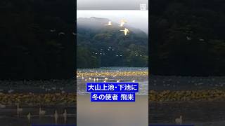 #冬の使者　#コハクチョウ の #飛来 ピーク　#山形 の #ラムサール条約 登録湿地に  #毎日新聞 #ニュース#shorts