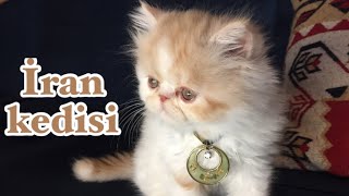 Çok Tatlı İran Kedisi Erkek Yavrusu