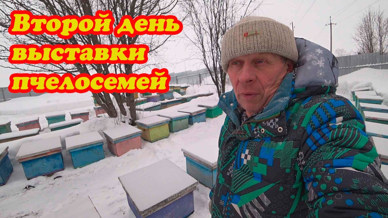 ВТОРОЙ ДЕНЬ ВЫСТАВКИ ПЧЕЛОСЕМЕЙ ИЗ ЗИМОВНИКА