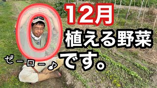 露地栽培で12月に植えられる野菜はほぼゼロだけどそれでも植えたい人へ《家庭菜園/無農薬/無施肥/自然栽培》