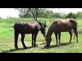 Discussing Horse Medical Care &Horse Treatment Issues - Buddy's Abscess