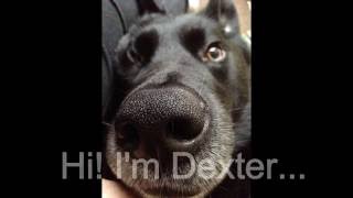Dexter - An Rspca Rescue Dog