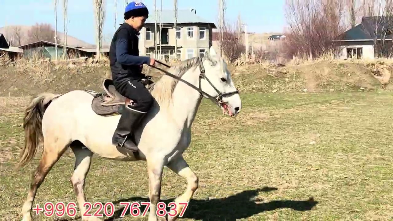 Таза сур аттын Линясы сатууга чыкты ‪+996 220 767 837‬ адрес Шоро башат айылында