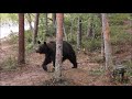 Моя Карелия.Жизнь бурых медведей (часть 8)