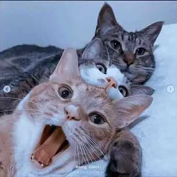 story WA kucing keren dan lucu