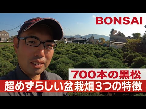 700 Kuromatsu] Three features of a super rare bonsai field - YouTube