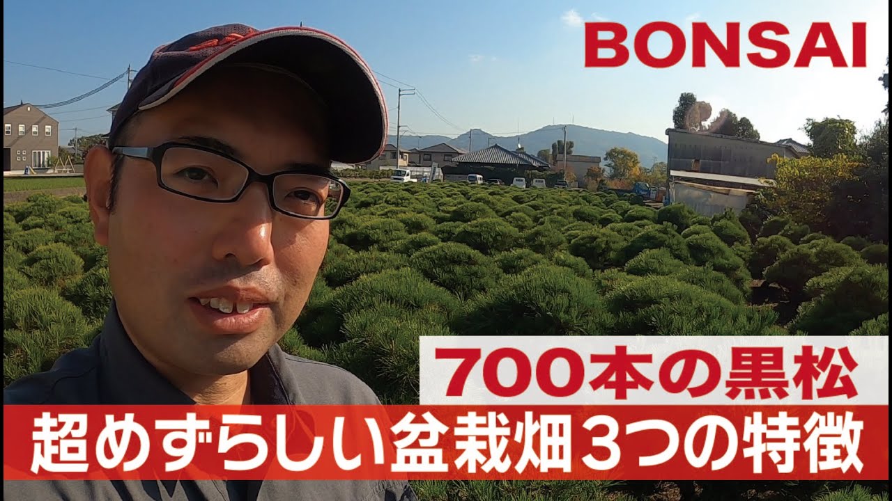 700 Kuromatsu] Three features of a super rare bonsai field - YouTube