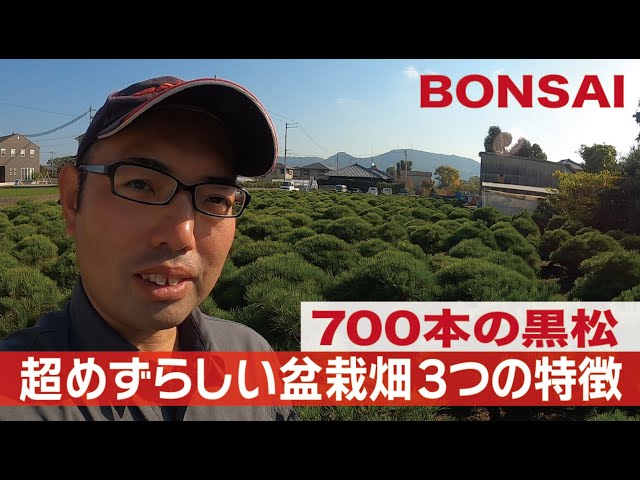 700 Kuromatsu] Three features of a super rare bonsai field - YouTube