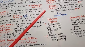 Class 8th Science Lecture#4 (Spinal Cord, Working Model of Nervous System)