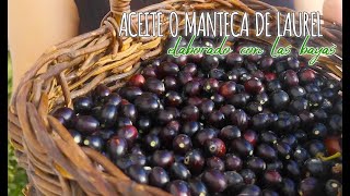 ACEITE O MANTECA DE LAUREL (Elaborado con las bayas)