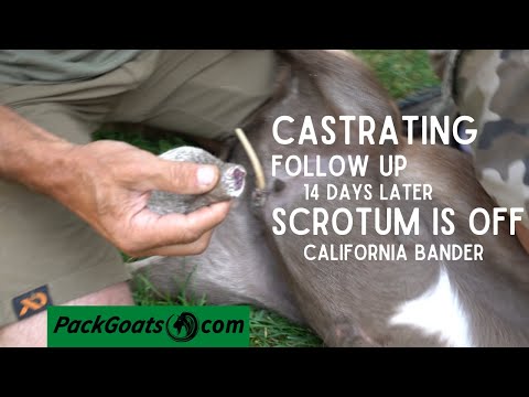 FOLLOW UP How to Castrate Your Goats with the California Bander